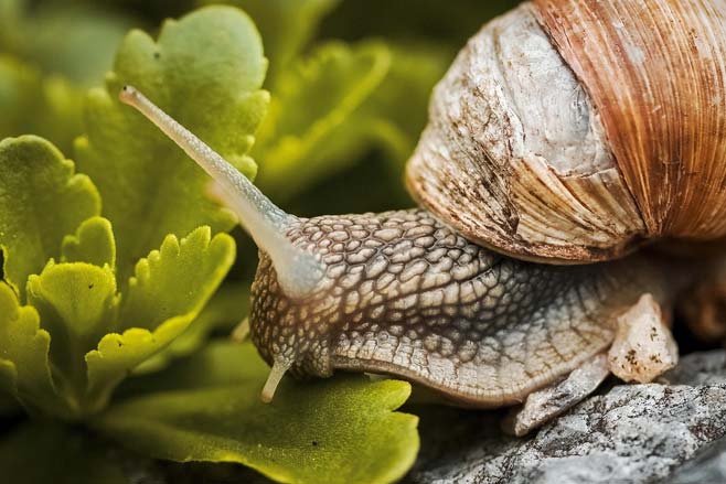 Donoghue v Stevenson snail