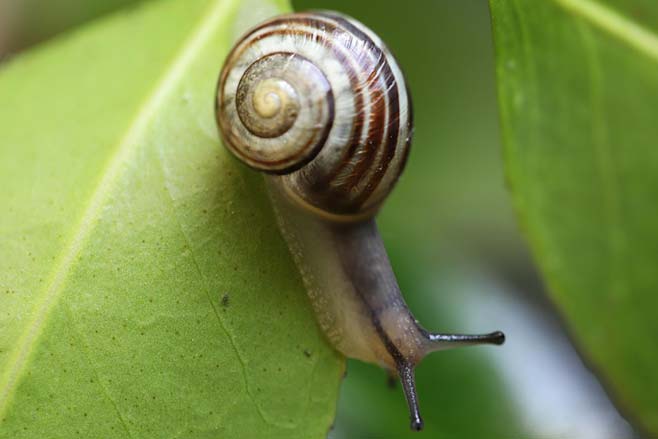 Snail in Donoghue v stevenson