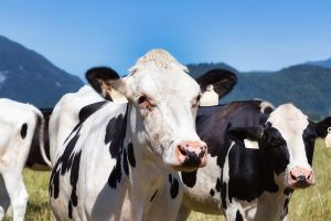 Dairy terms, plant-based branding and the trade mark register after Dairy UK v Oatly